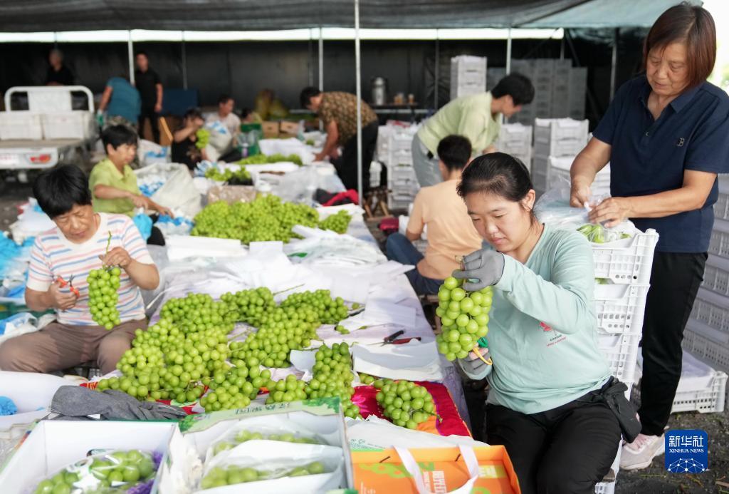 菠菜引流推广方式